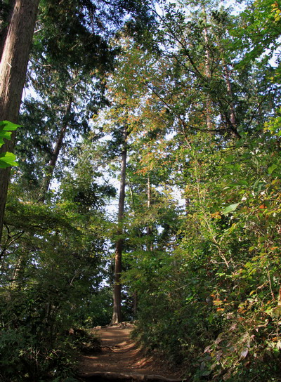 20111105takaosan-004.jpg