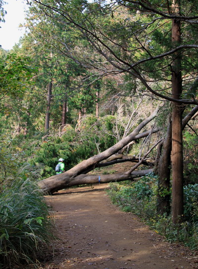 20111105takaosan-007.jpg