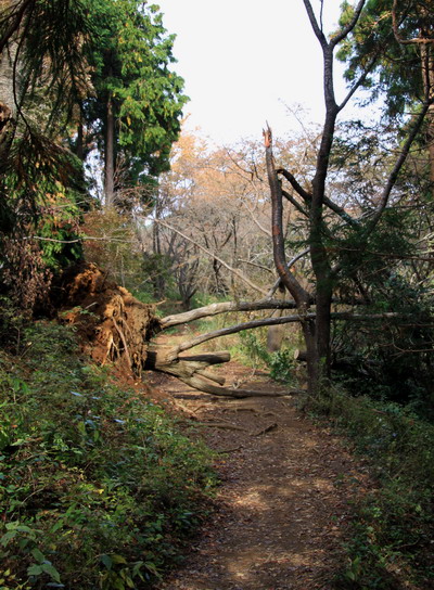 20111105takaosan-008.jpg