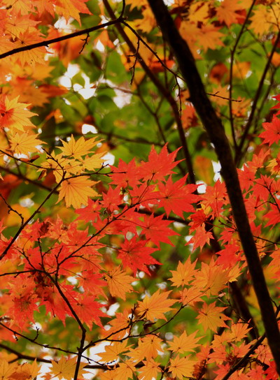 20111105takaosan-013.jpg