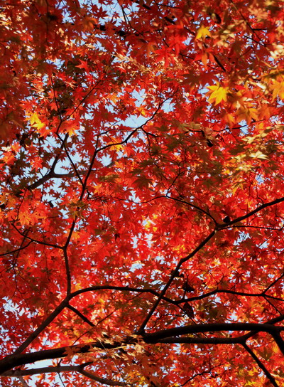 20111209jinba-001.jpg