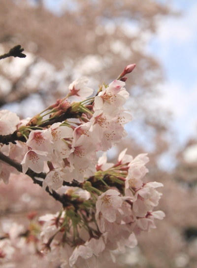 20120418kagenobu-001.jpg