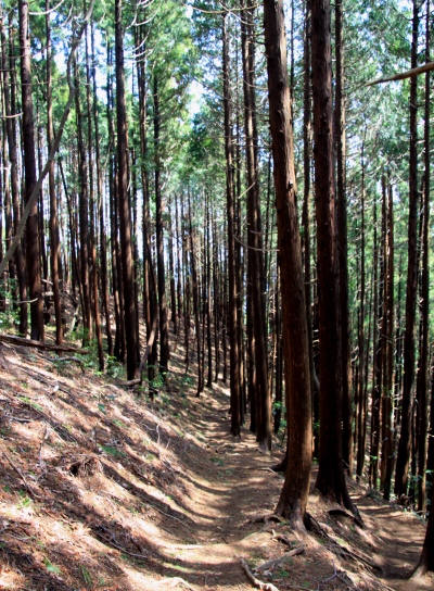 20120418kagenobu-017.jpg