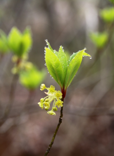 20120425kagenobu-010.jpg