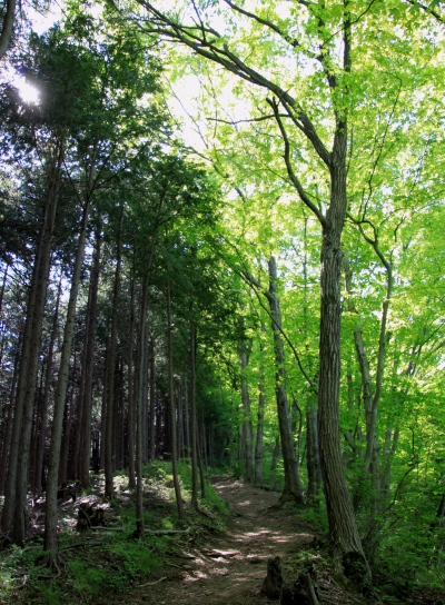 20120513jinba-004.jpg