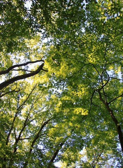 20120513jinba-005.jpg
