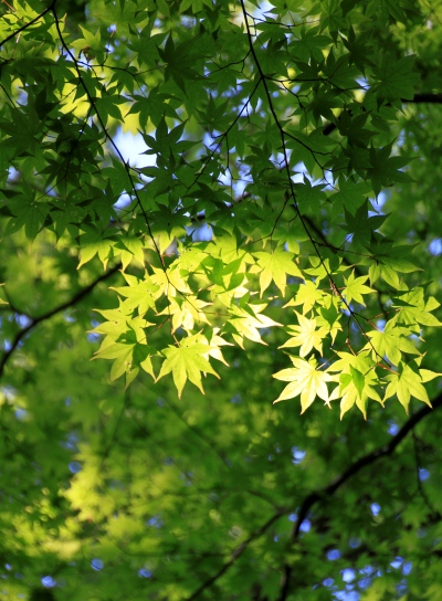 20120513jinba-006.jpg