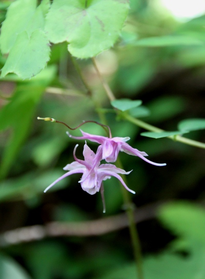 20120513jinba-020.jpg