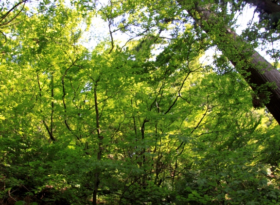 20120606hinode-009.jpg