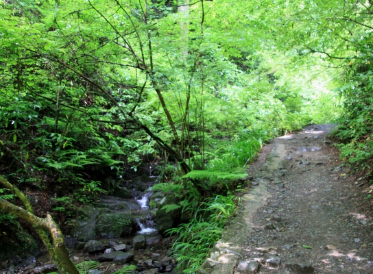 20120610takaosan-005.jpg