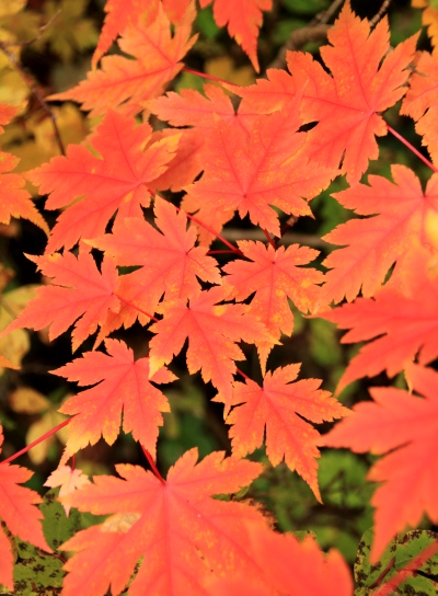 20121006kisokoma-016.jpg