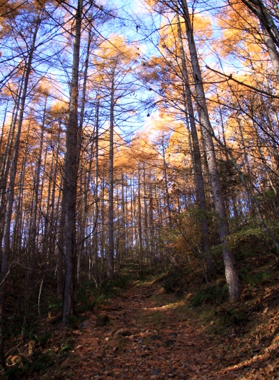 20121103shirakoma-002.jpg