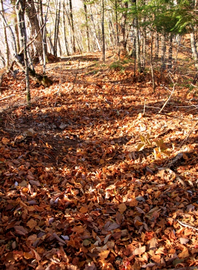 20121103shirakoma-005.jpg