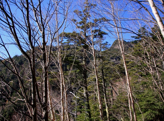 20121103shirakoma-006.jpg