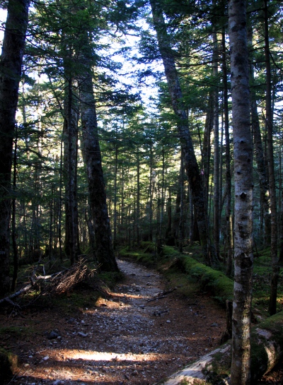 20121103shirakoma-022.jpg