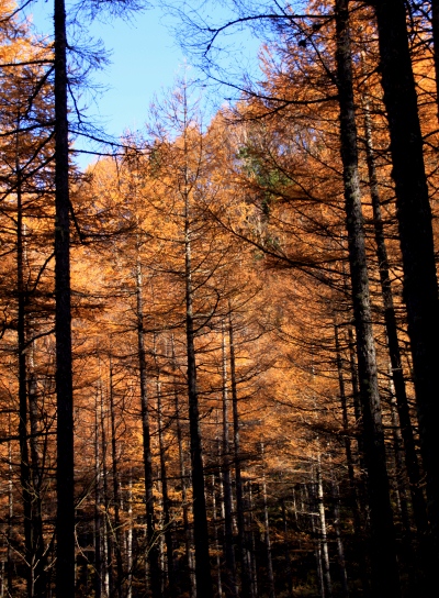 20121103shirakoma-027.jpg