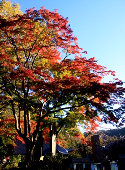 20121128takaosan-002.jpg