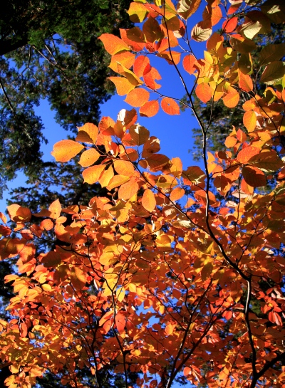 20121128takaosan-006.jpg