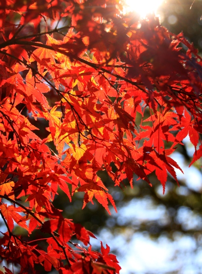 20121128takaosan-010.jpg