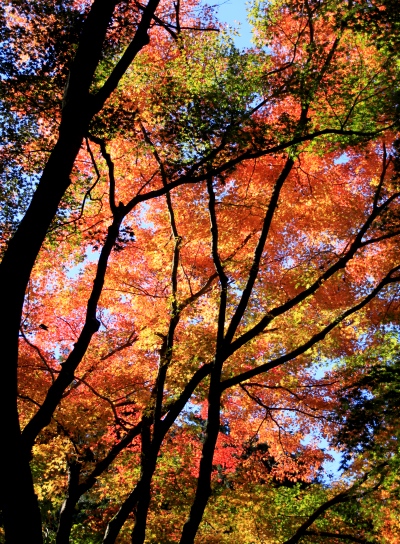 20121128takaosan-011.jpg