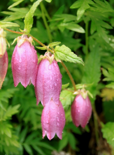 20130826kitadake-022.jpg