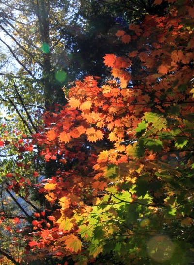 20131012yatugatake-004.jpg
