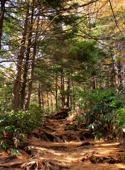 20131101tubakuro-003.jpg