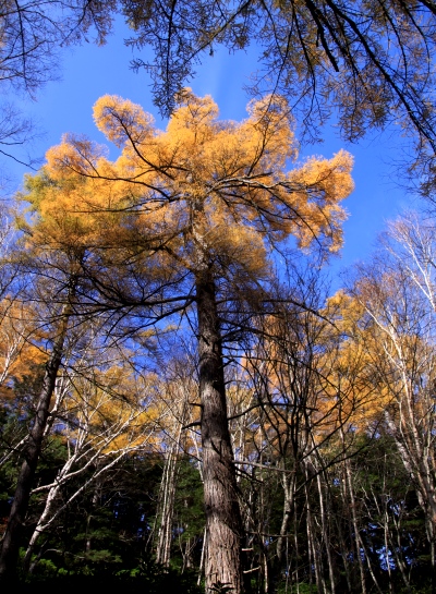 20131101tubakuro-004.jpg