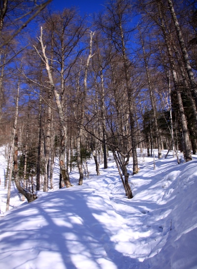 20140322mitugashira-011.jpg
