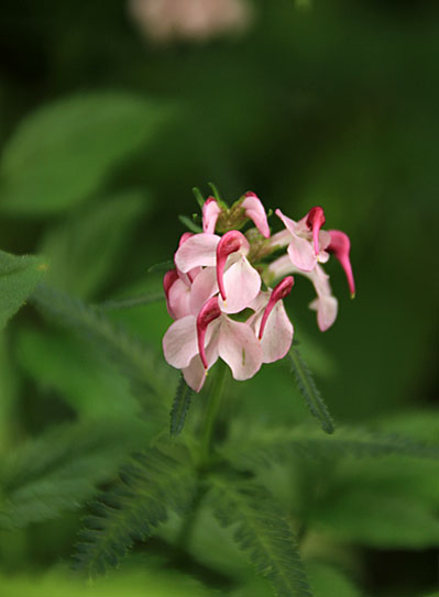 20140829hakubayari-008.jpg