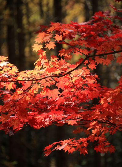 20141025mizugakiyama-014.jpg