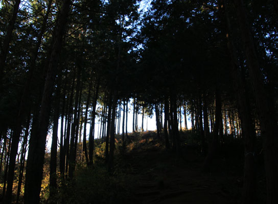 20141223kusatoyama-007.jpg