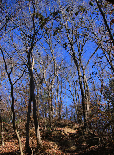20141223kusatoyama-012.jpg