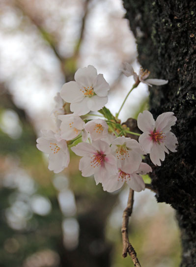 20150412jinba-002.jpg