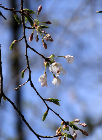 20150412jinba-008.jpg