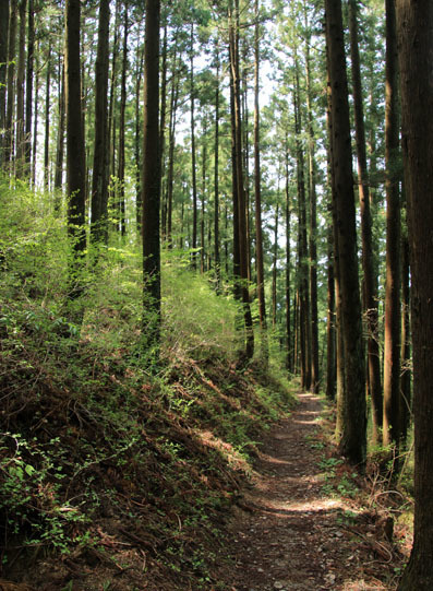 20150412jinba-013.jpg