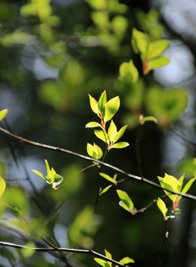 20150412jinba-014.jpg