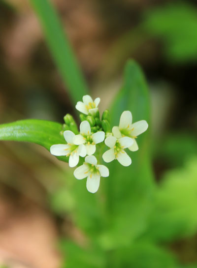 20150711kitadake-009.jpg