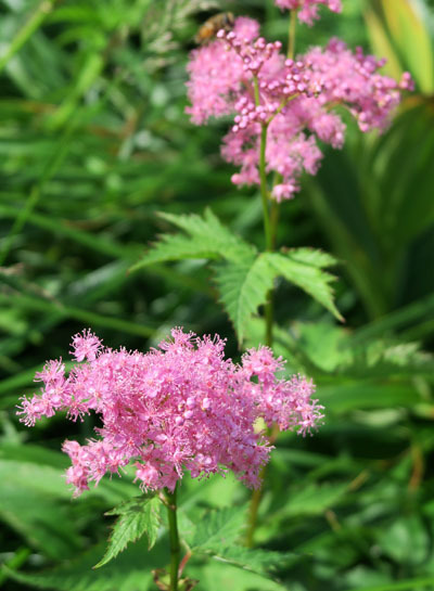 20150823asahi-016.jpg