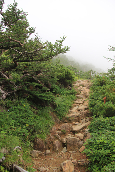 20170727renge-007.jpg