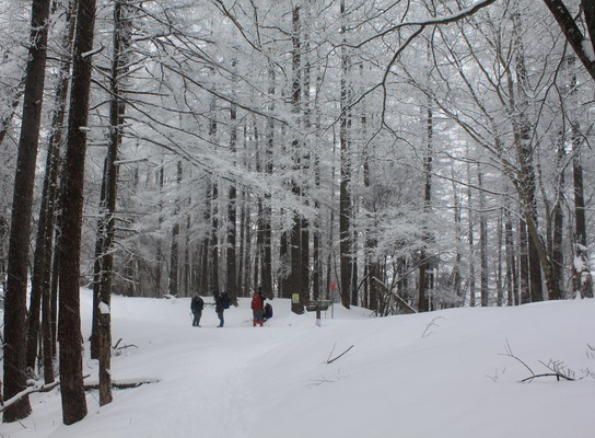 kumotori20110213-006.jpg