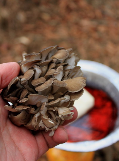 kurodake20101121-010.jpg