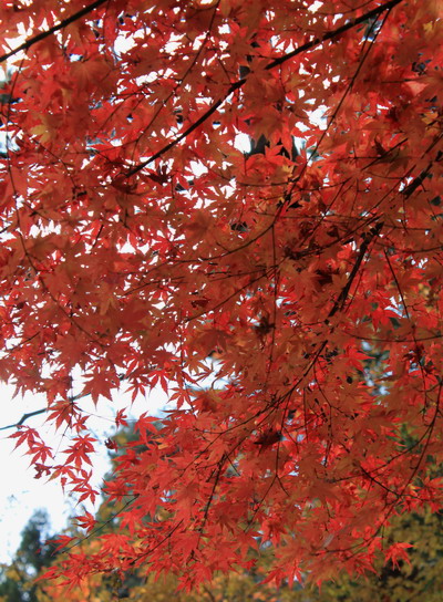 kurodake20101121-021.jpg