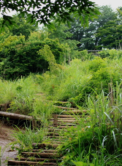 sokozawa20100714-007.jpg