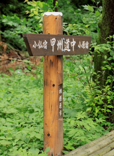sokozawa20100714-011.jpg