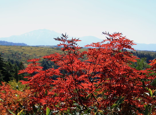 20111009dainichi-016.jpg