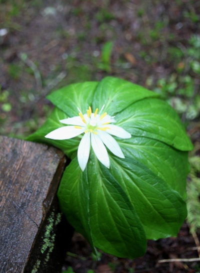 20120617ozenuma-002.jpg