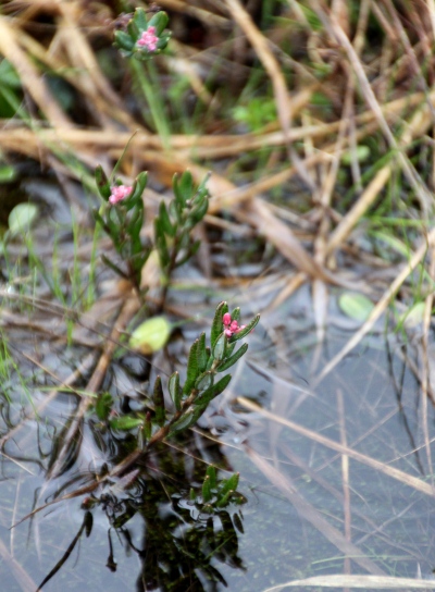 20120617ozenuma-006.jpg