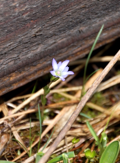 20120617ozenuma-020.jpg