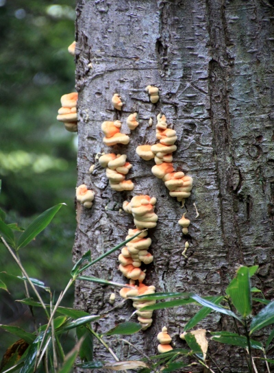 20120627ozenume-006.jpg